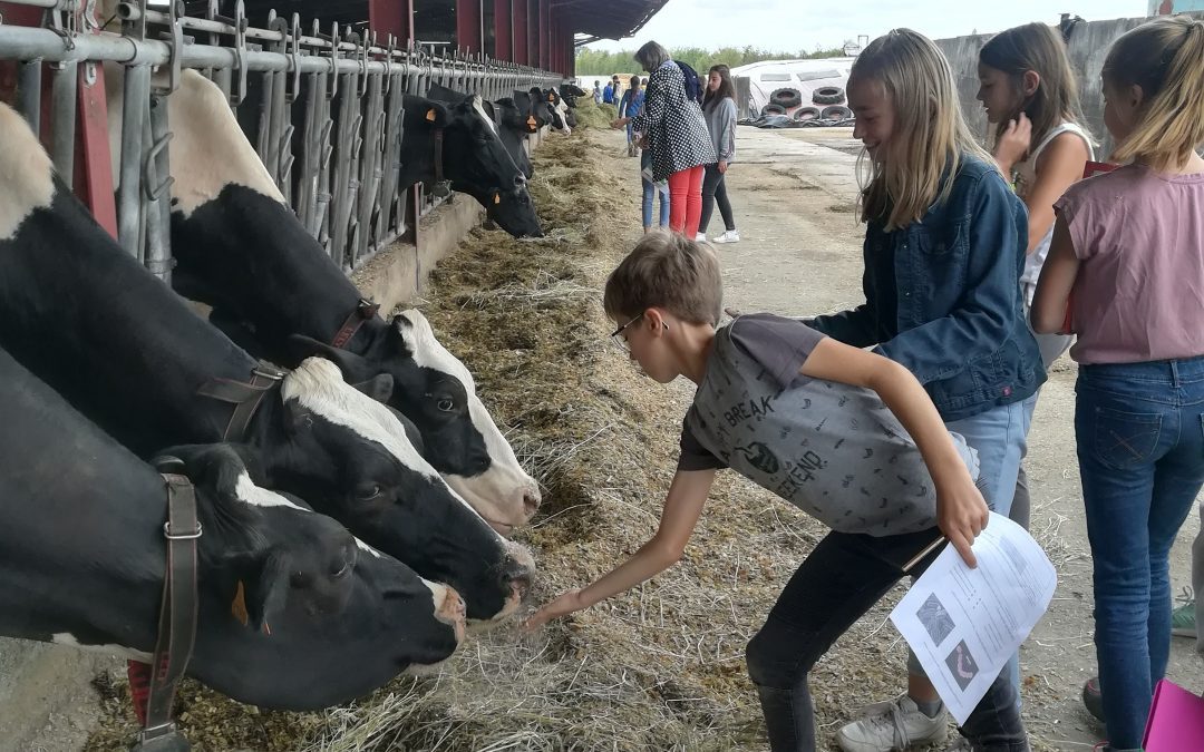 Visite d’une ferme pédagogique en 6e